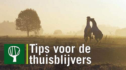 Tips voor de thuisblijvers