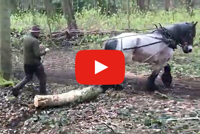 Trekpaarden in actie