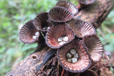 Natuuragenda