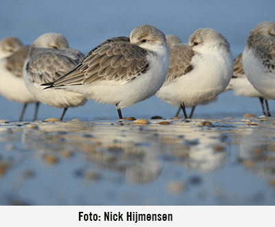 Nieuwe fotoboek vogels