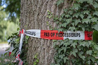 Eikenprocessierups