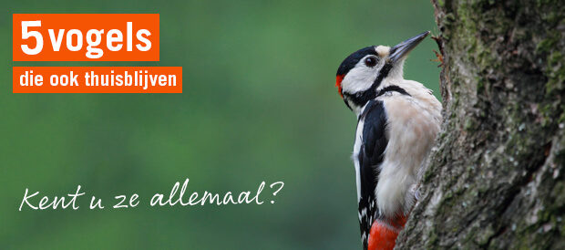 Filmpje: 5 vogels die ook thuisblijven