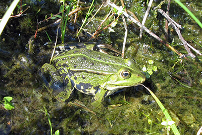 Natuuragenda