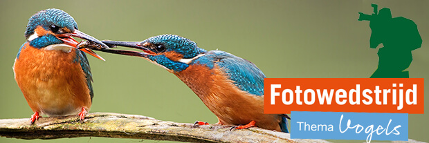 Fotowedstrijd Vogels