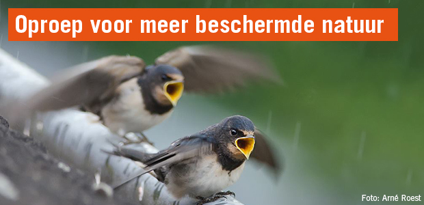 Steunbetuiging