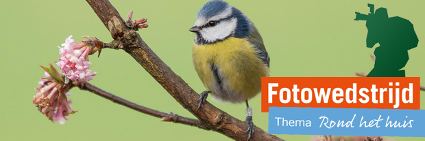 Fotowedstrijd Vogels