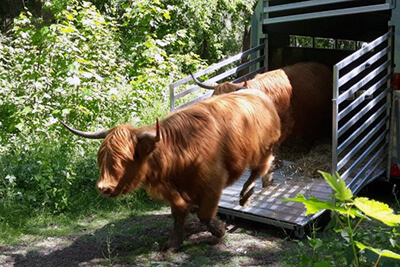 Schotse Hooglanders