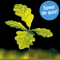 Bomenquiz