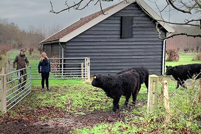 Galloways