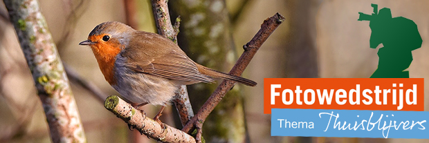Fotowedstrijd Vogels