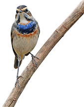 Blauwborst