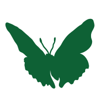 Vlinder